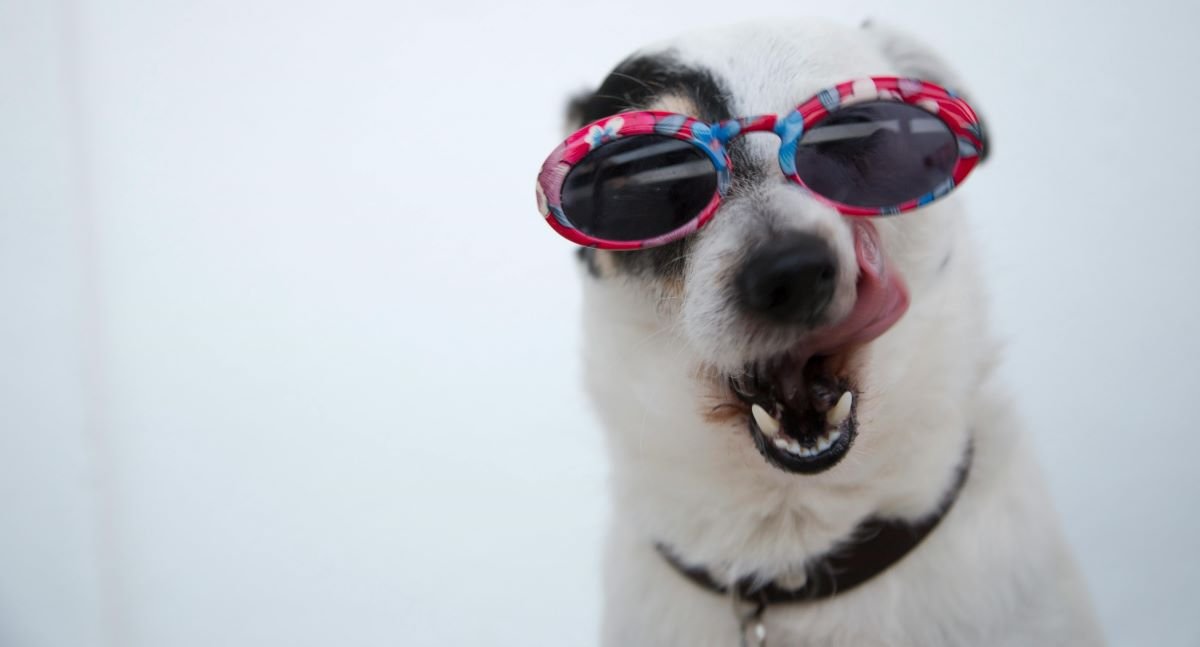 funny dog quotes