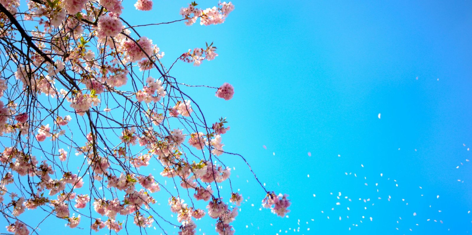 quotes about spring